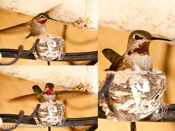 hummingbird_sequence_2
