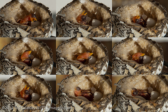 Hummingbird_wakes