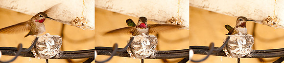hummingbird_sequence