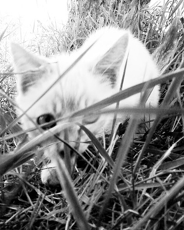 Photo-0192_b-w