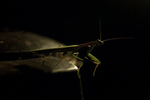 Night Watch